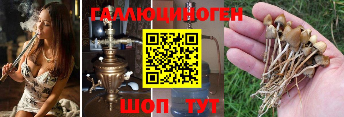 Павловский Посад  Псилоцибиновые грибы Cubensis  Вход с VPN  Галлюциногенные грибы Psilocybine cubensis 